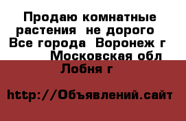 Продаю комнатные растения  не дорого - Все города, Воронеж г.  »    . Московская обл.,Лобня г.